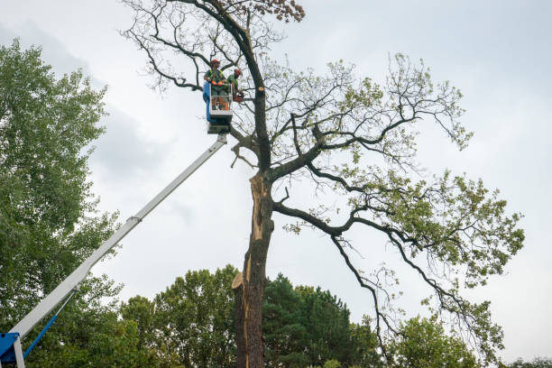 Best Emergency Tree Service  in Williston Park, NY